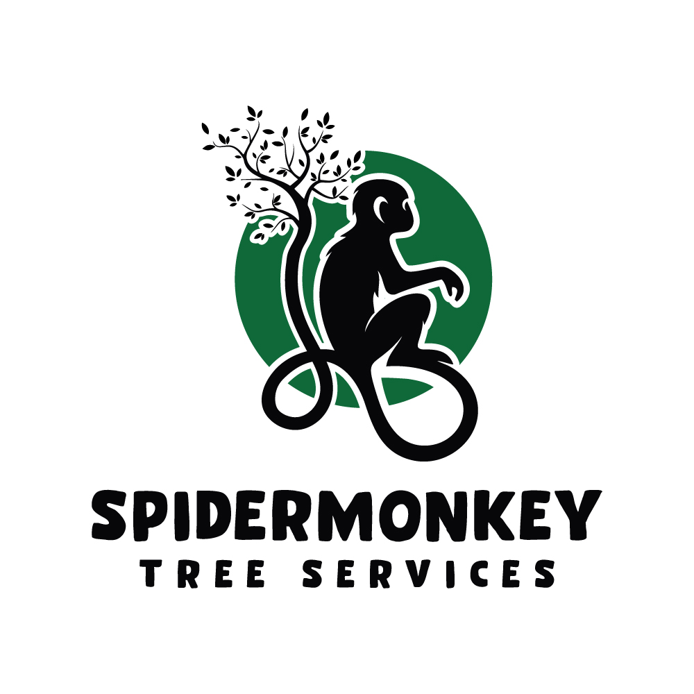 spider-monkey